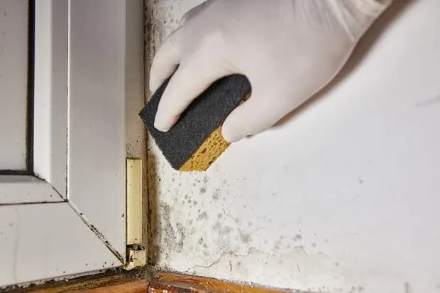 Skuteczne domowe sposoby na usunięcie pleśni ze ściany bez chemii