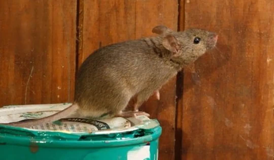 Jak myszy wchodzą na strych i jak skutecznie ich uniknąć